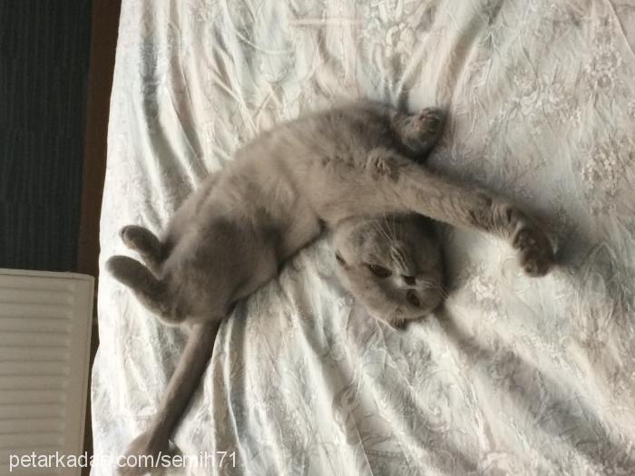 becks Dişi Scottish Fold