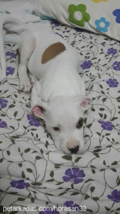 ester Dişi Amerikan Staffordshire Terrier