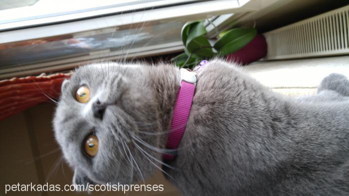 prenses Dişi Scottish Fold