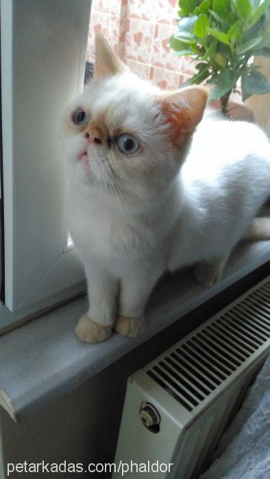 mira Dişi Exotic Shorthair