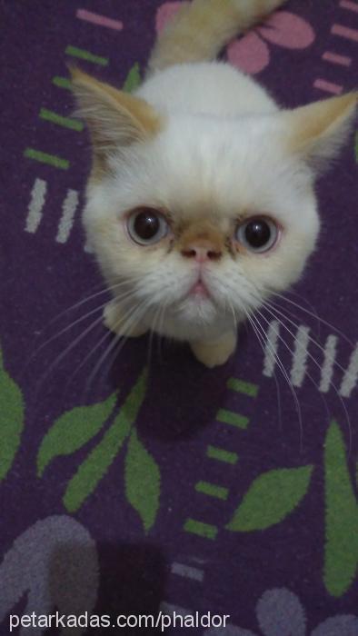 mira Dişi Exotic Shorthair