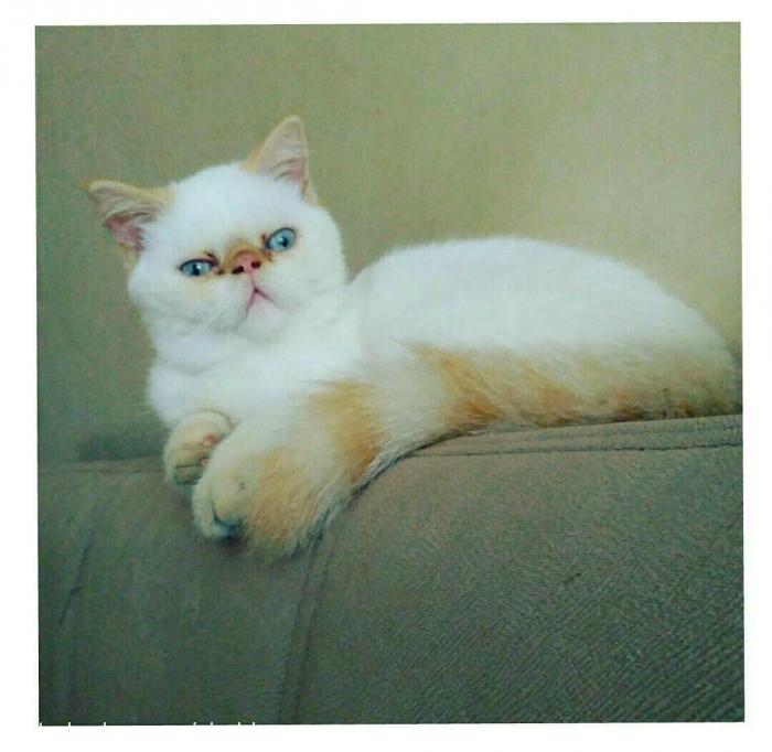 mira Dişi Exotic Shorthair