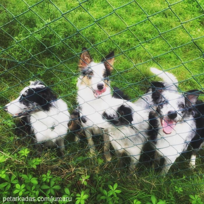 goku Erkek Border Collie