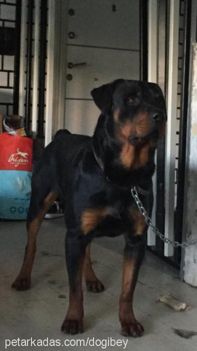 dogi Erkek Rottweiler