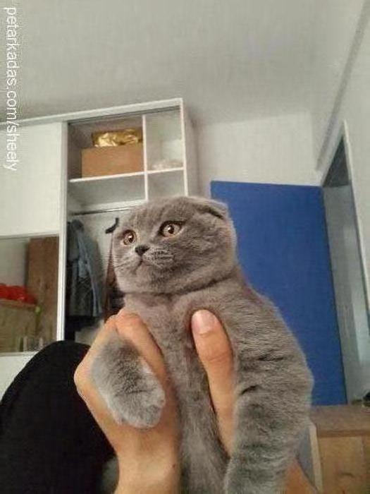 şila Dişi Scottish Fold