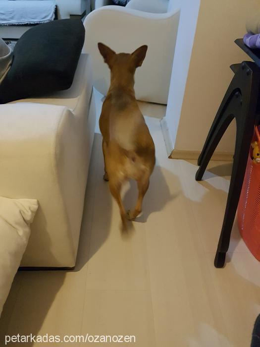 Çamur Dişi Minyatür Pinscher