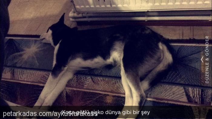 hera Dişi Sibirya Kurdu (Husky)