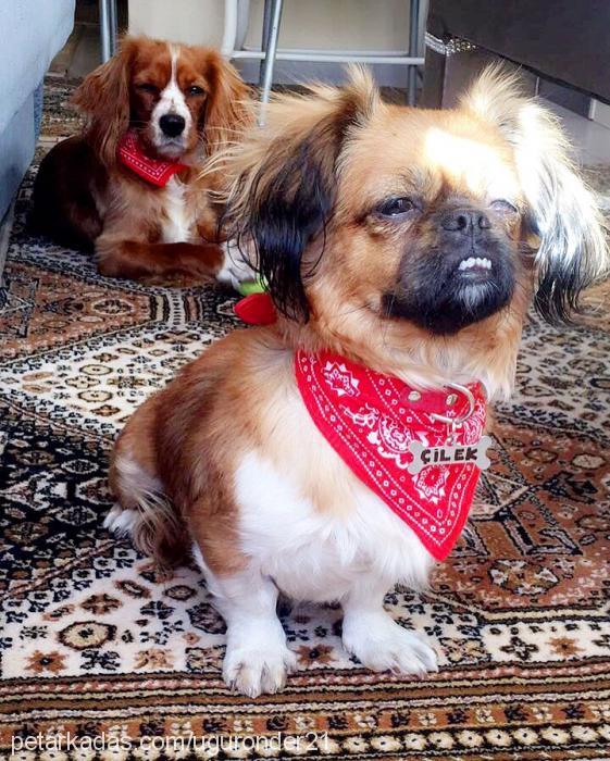 Çilek Dişi Tibetli Spaniel