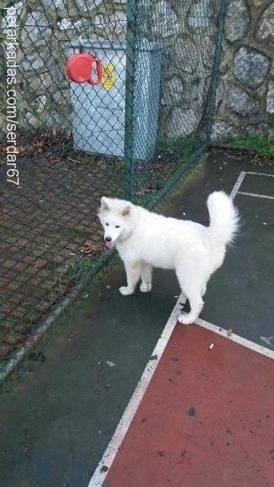 bulut Dişi Samoyed