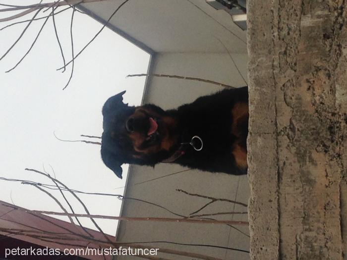 raşha Dişi Rottweiler