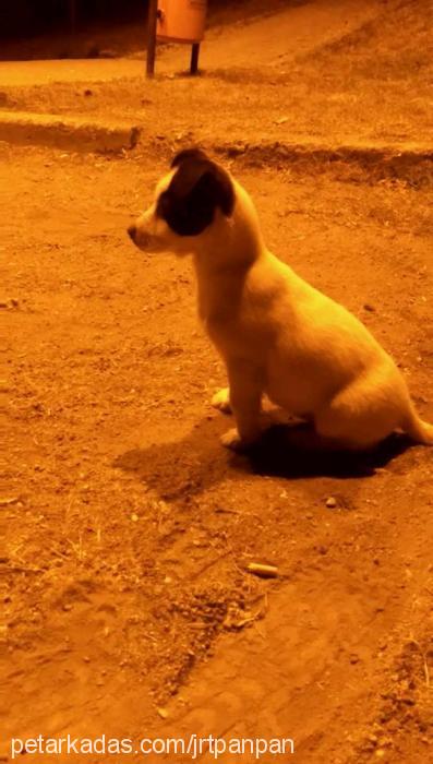 panpan Dişi Jack Russell Terrier