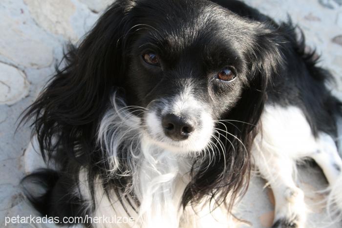 herkül Erkek İngiliz Cocker Spaniel