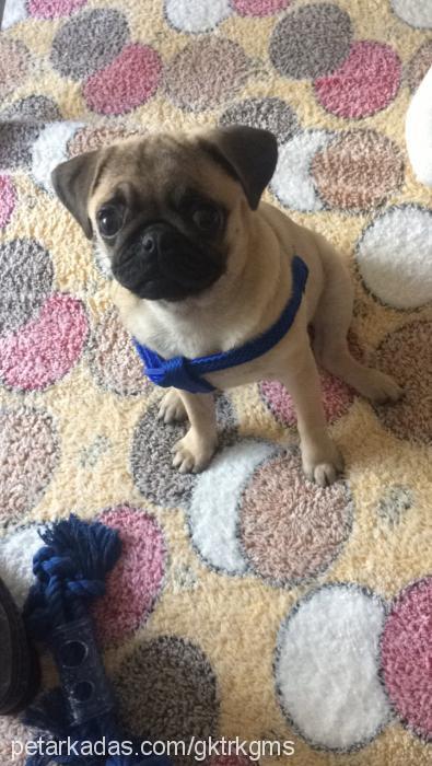 arya Dişi Pug