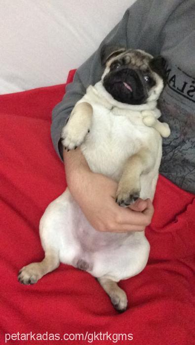 arya Dişi Pug