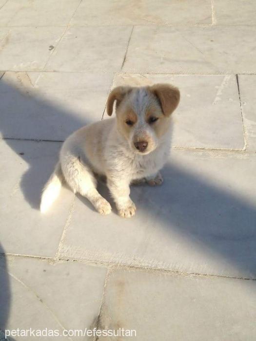 mİa Dişi Russian Spaniel