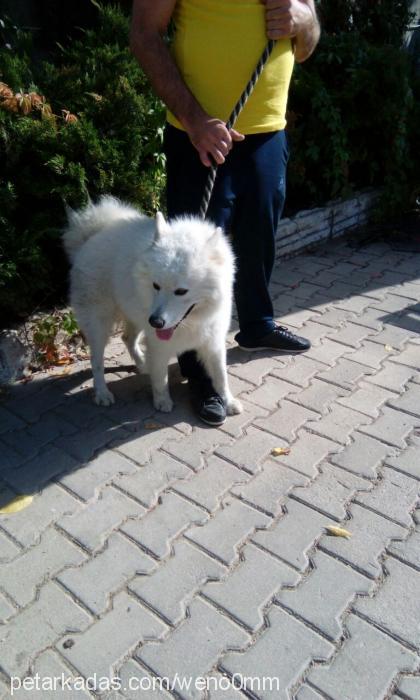 sam Erkek Samoyed