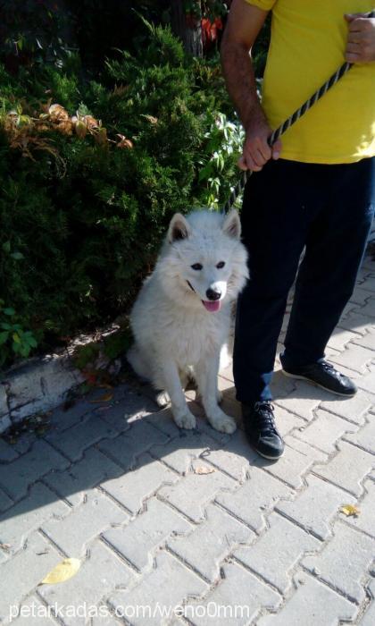 sam Erkek Samoyed