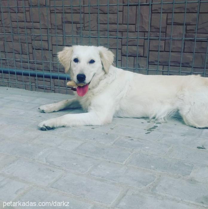 melodi Dişi Golden Retriever