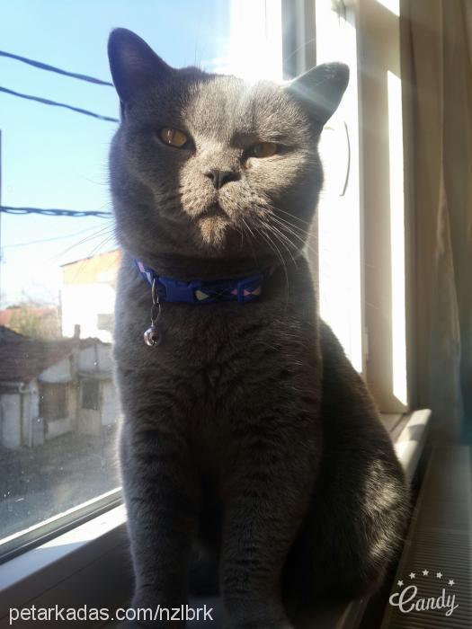 mişa Dişi British Shorthair