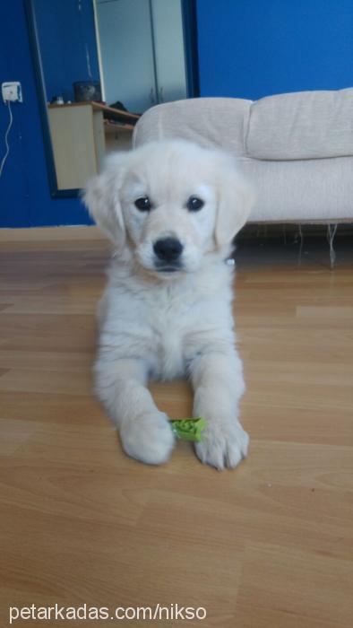 pastel Dişi Golden Retriever