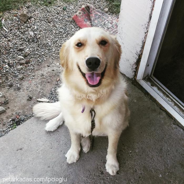 ıce Dişi Golden Retriever