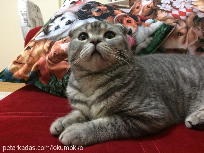 lokum Erkek Scottish Fold