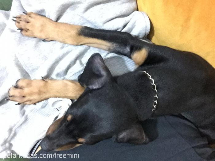 sezar Erkek Doberman Pinscher