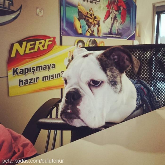 goofy Erkek İngiliz Bulldog