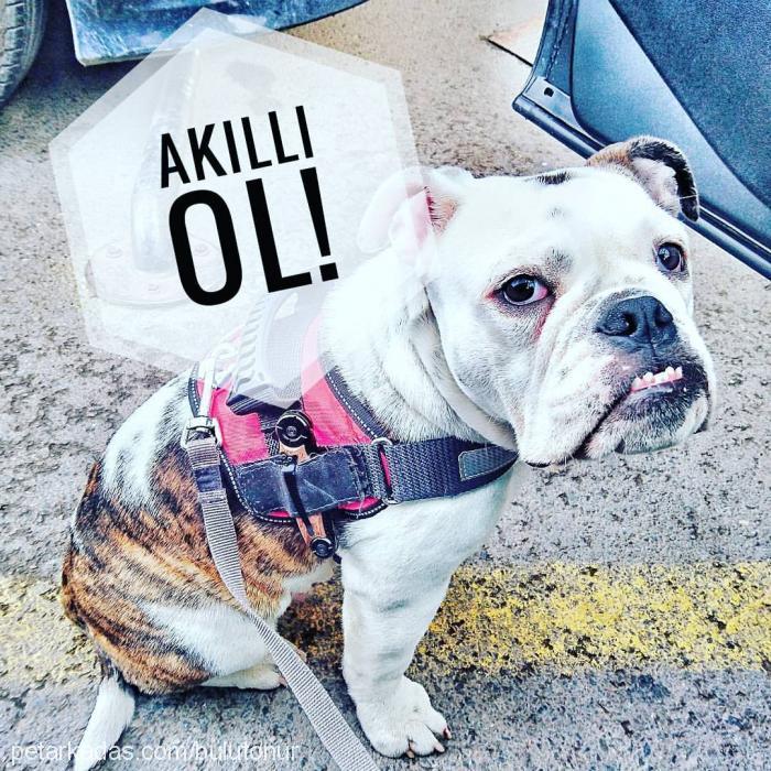 goofy Erkek İngiliz Bulldog