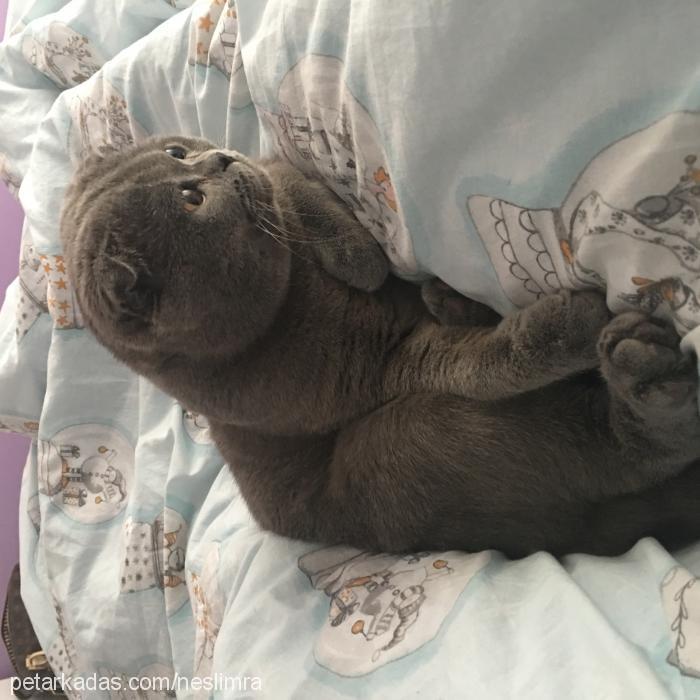 sis Dişi Scottish Fold