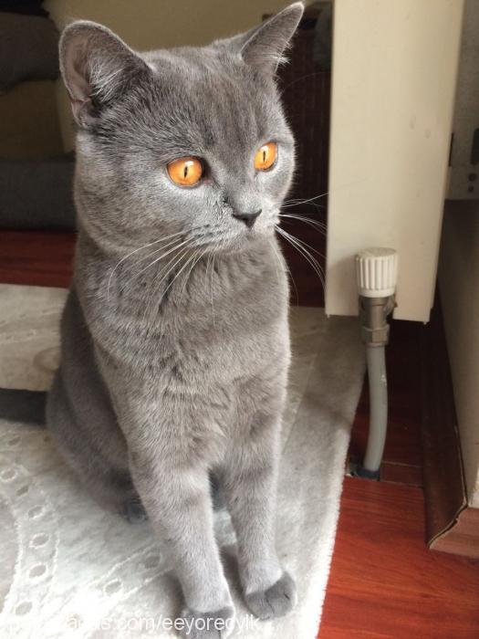 eeyore Erkek British Shorthair