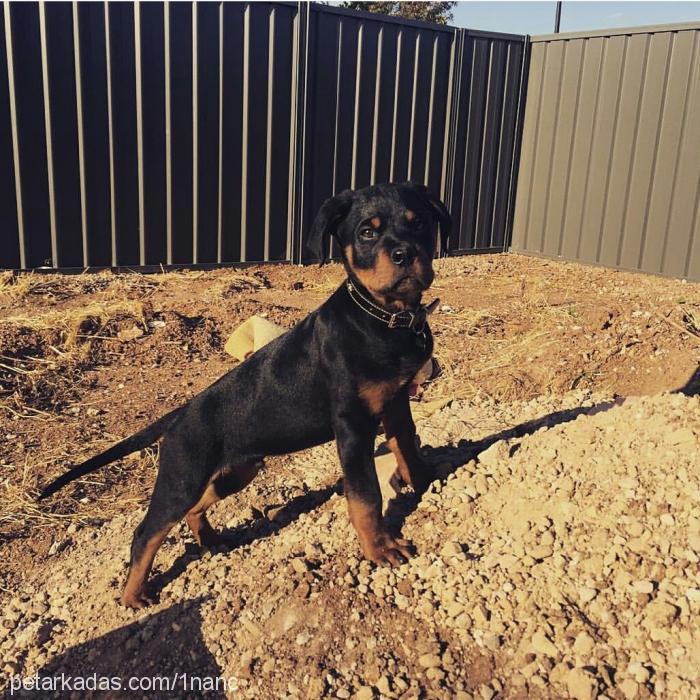 pascal Erkek Rottweiler