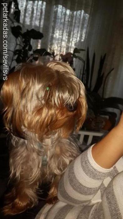 shelbie Erkek Yorkshire Terrier