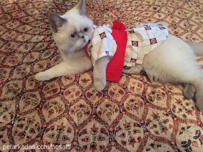 hosaf Dişi Exotic Shorthair