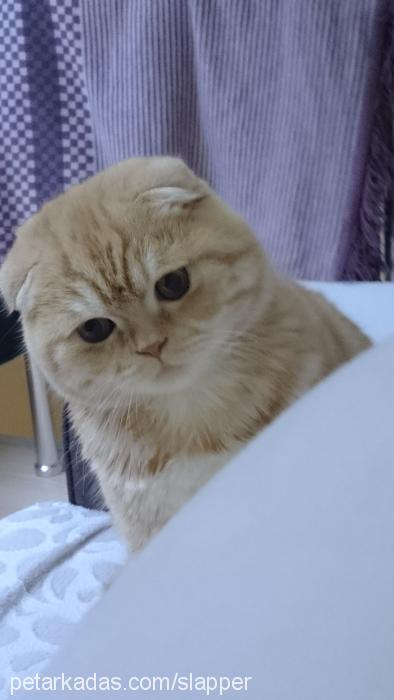 mıgo Erkek Scottish Fold