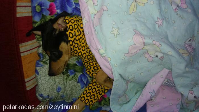 zeytın Erkek Minyatür Pinscher