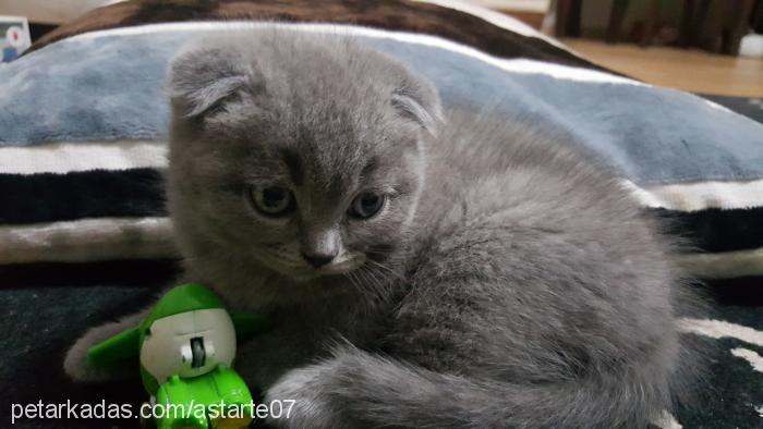 peluş Dişi Scottish Fold