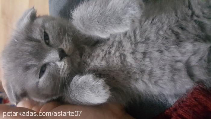 peluş Dişi Scottish Fold