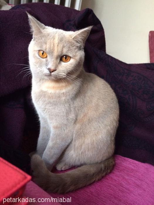 bal Dişi British Shorthair