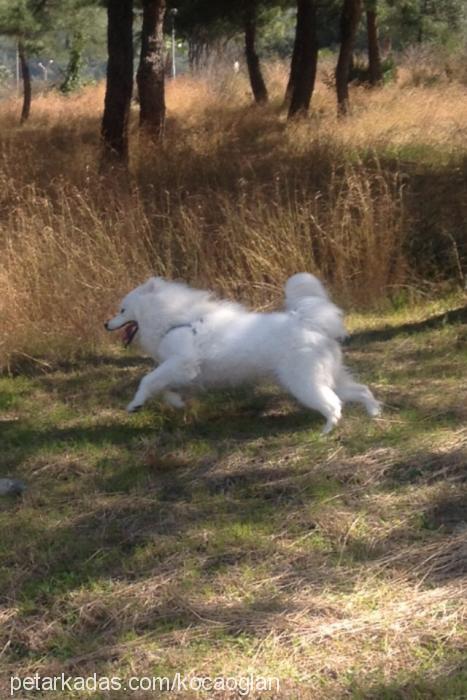 kocaoğlan Erkek Samoyed