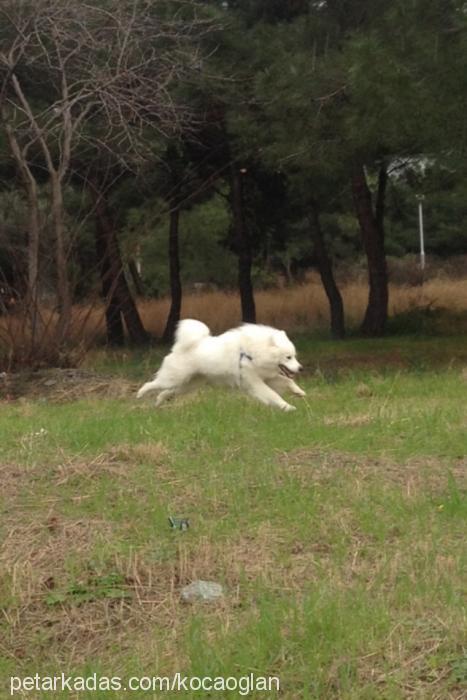 kocaoğlan Erkek Samoyed