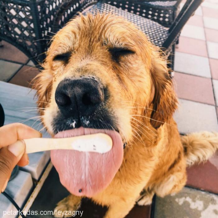 ciko Erkek Golden Retriever