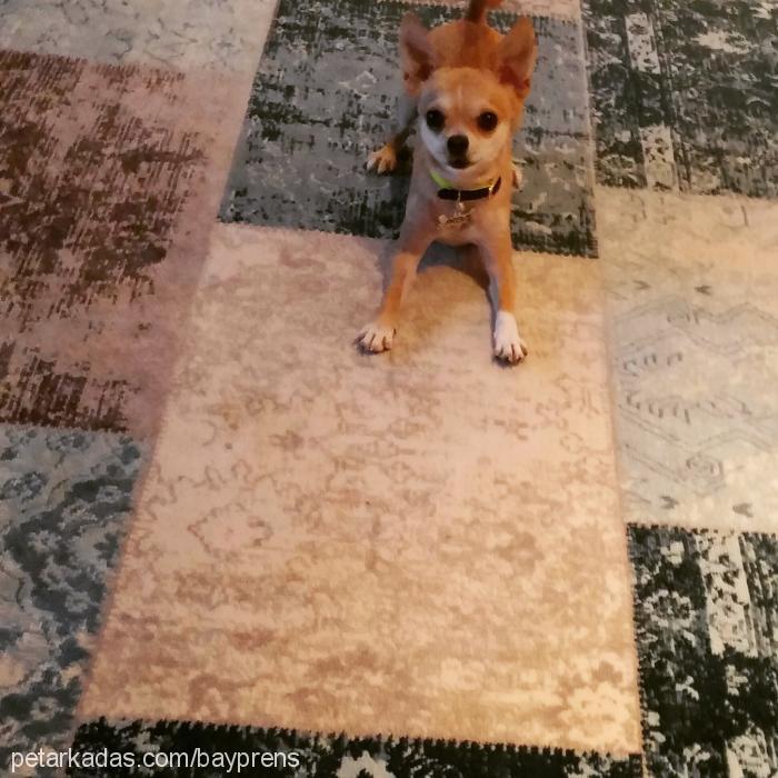 prens Erkek Chihuahua