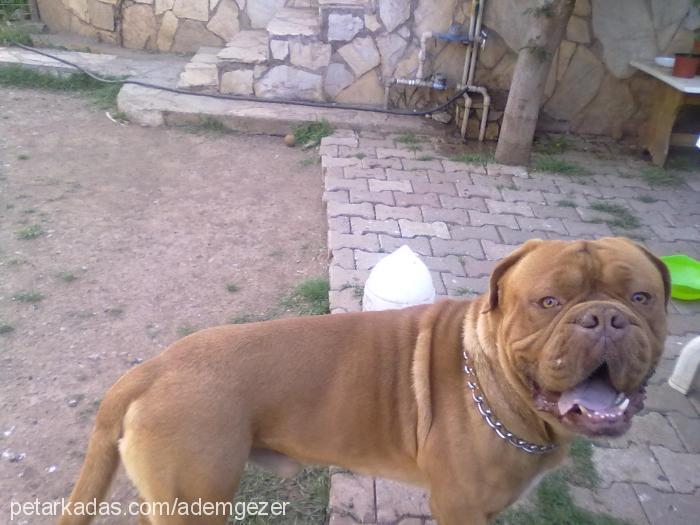 burok Erkek Fransız Mastiff