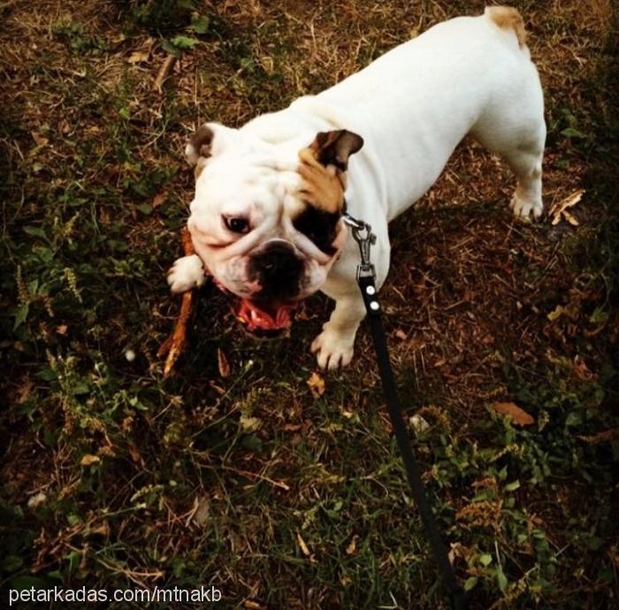 chevy Erkek İngiliz Bulldog