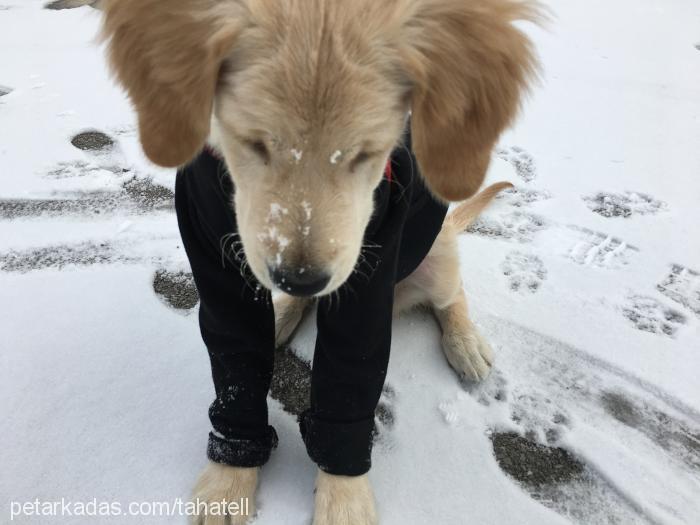 bal Dişi Golden Retriever