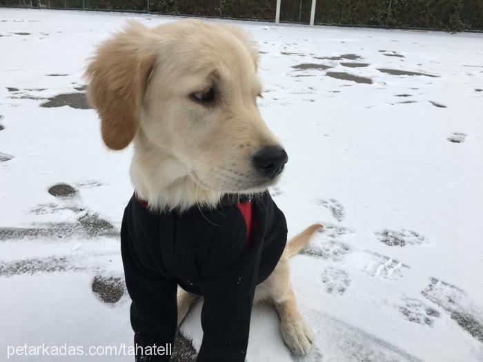 bal Dişi Golden Retriever