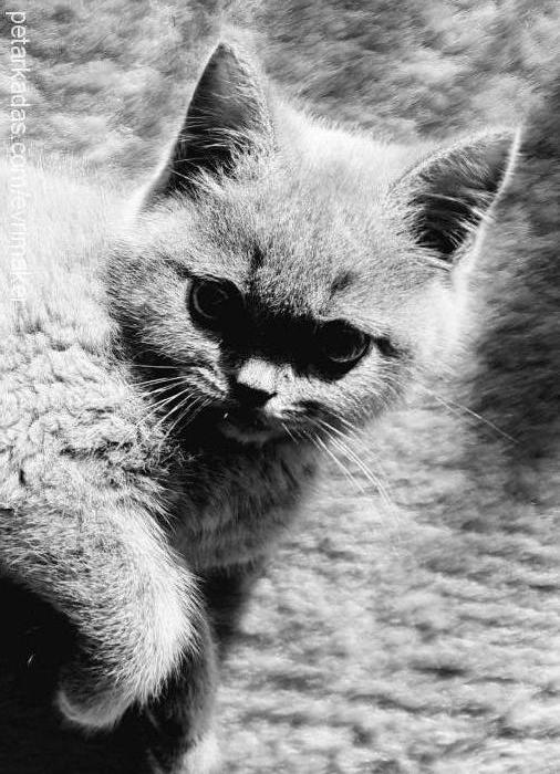 dumanlıkavun Dişi British Shorthair