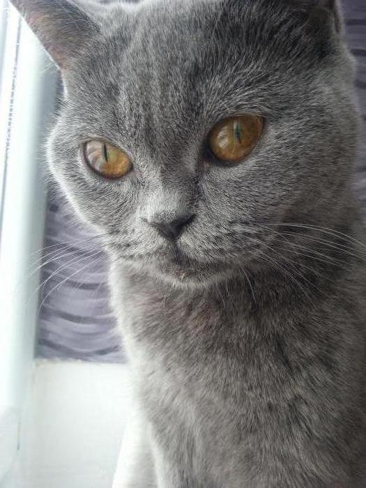 venüs Dişi British Shorthair