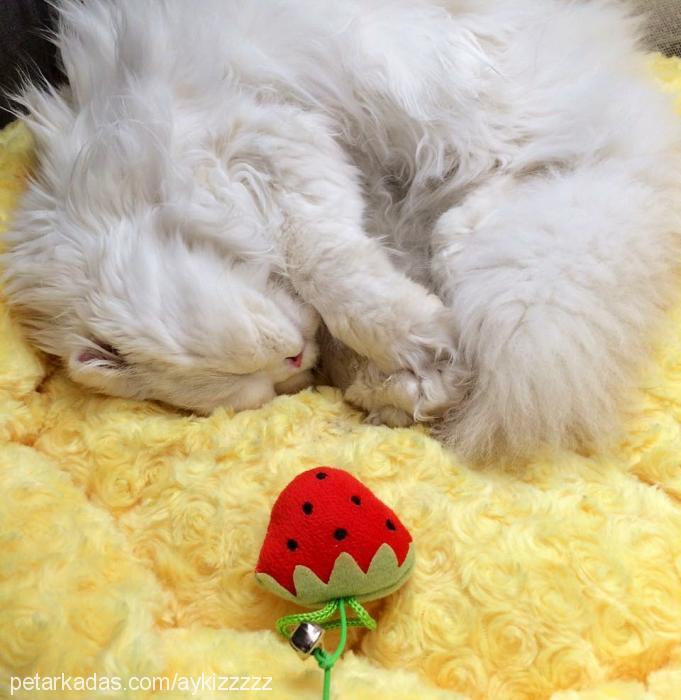 aykız Dişi Scottish Fold